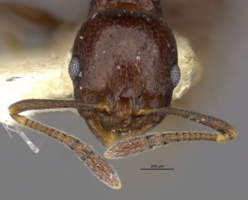 Media type: image;   Entomology 32435 Aspect: head
